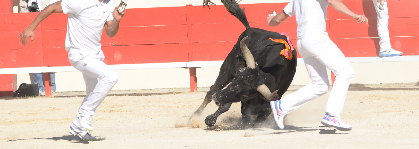 camping ales arenes temperas course camarguaise