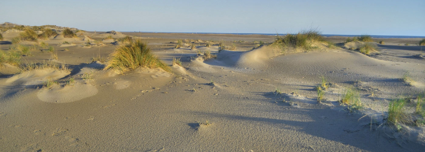 camping grau du roi plage de lespiguette vegetation