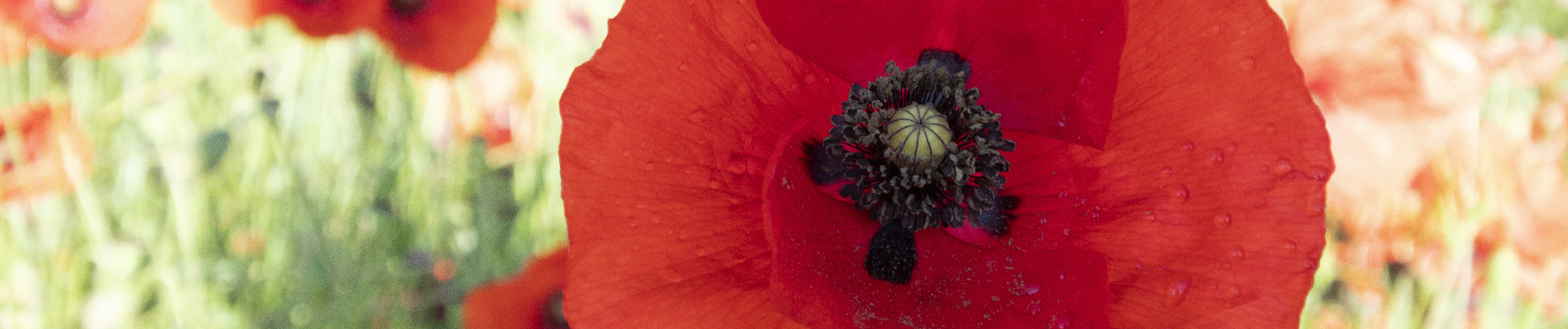 camping uzes jardin medieval coquelicot