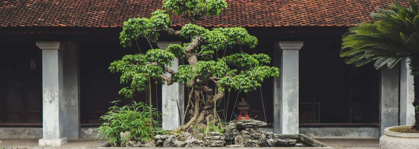 cevennes jardin bonsai