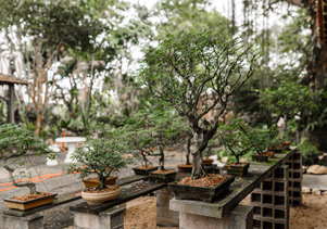 jardin japonais mialet